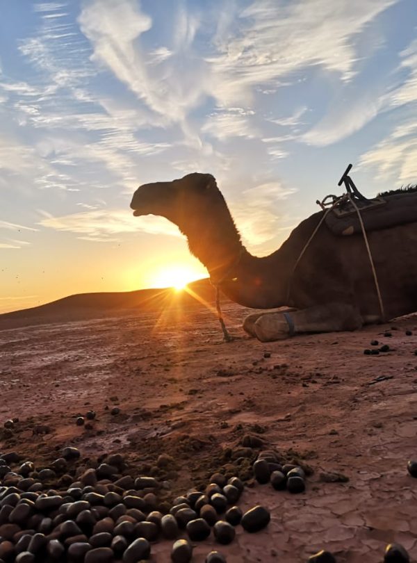 Morocco Private Tours